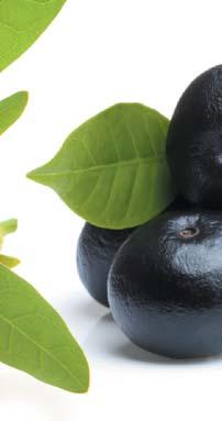 triphala (mieszanka wyciągu z agrestu indyjskiego oraz wyciągu z owocu migdałecznika chebulowca),