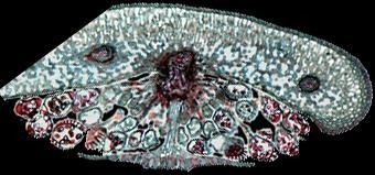 sporangium zawijka
