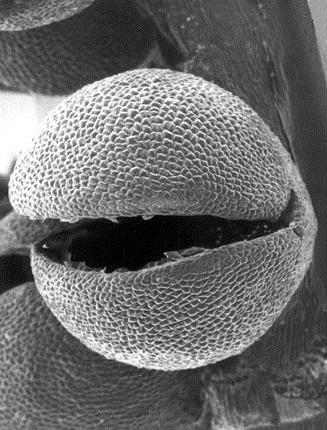 Marattia ma