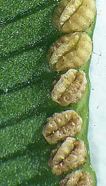 Botrychium osobne