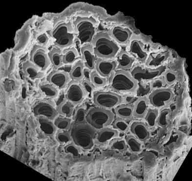 osmotycznie phloem Edwards (2000)