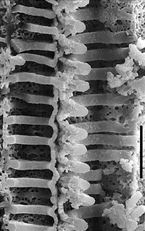 z tracheidami dewon 390 Ma