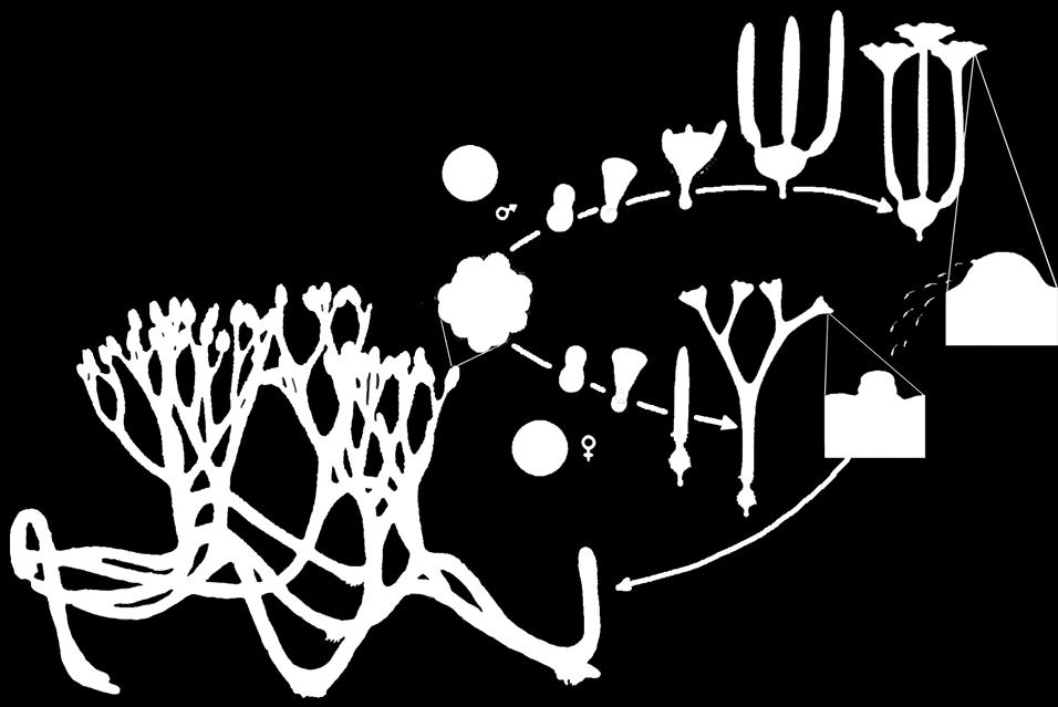 tetrady spor xylem