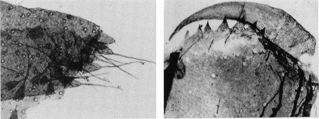 chelicer kosarz Plesiosiro