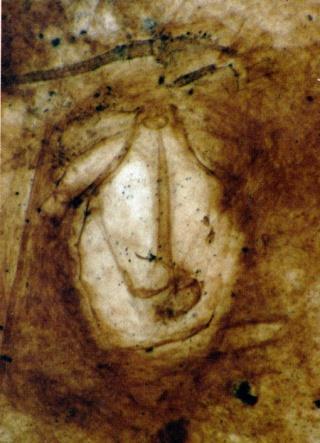 410 Ma Palaeocharinus 410 mln
