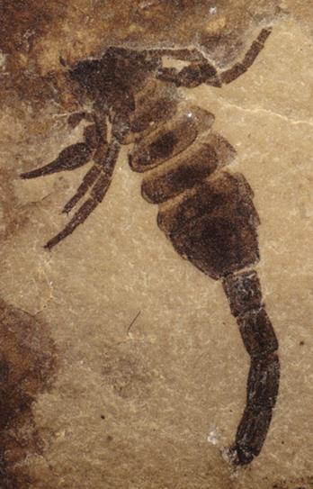 PAJĘCZAKI morskie skorpion Palaeophonus sylur 430 Ma