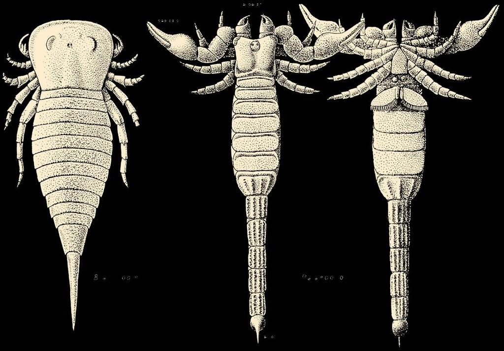 zaleszczotków późny Proscorpius sylur 420 Ma