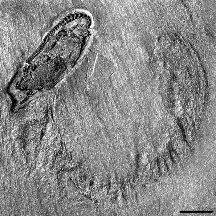 ZAGADKA "Calcichordata" Rhenocystis