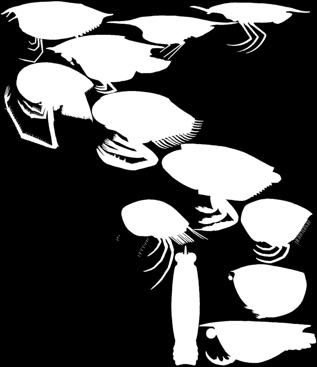 Thylacocephalus kreda 85 Ma PIERWOTNY nekton Protozoea kreda 85 Ma Pseuderichthys kreda 85 Ma Clausocaris jura 145 Ma Dollocaris jura 160 Ma Ostenocaris jura 190 Ma skorupiakopodobne pelagiczne