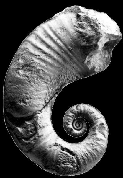 PIERWSZE amonity Palaeogoniatites dewon 380 Ma