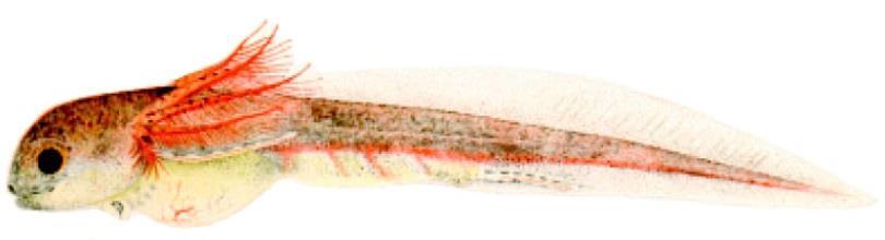 Ceratodus trias 200 Ma