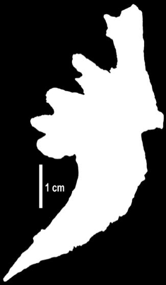 Polypterus dziś umięśnione