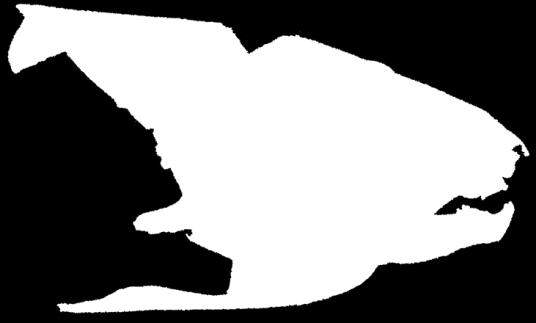 Arthrodira Mcnamaraspis
