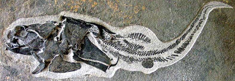 chimera Menaspis