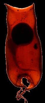Coccosteus dewon 400