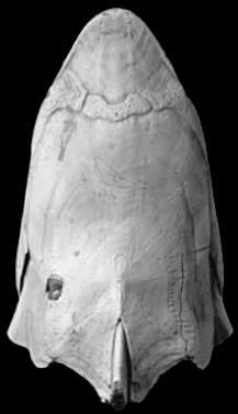 Psammolepis dewon 380 Ma Larnovaspis