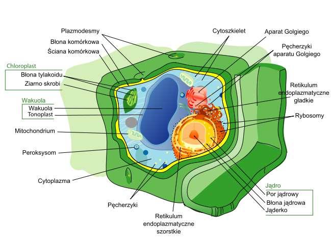Wikipedia (http://upload.wikimedia.org/wikipedia/commons/thumb/0/00/ Plant_cell_structure_svg_