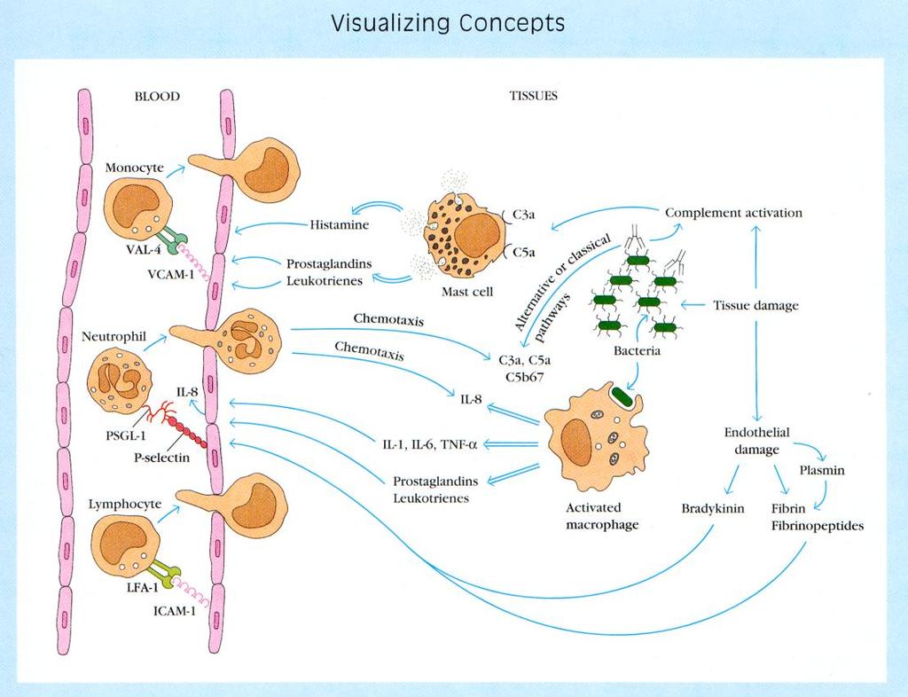 Goldsby A., Kindt T.J, Osborne B.A, Kuby J., Immunology, 2007.