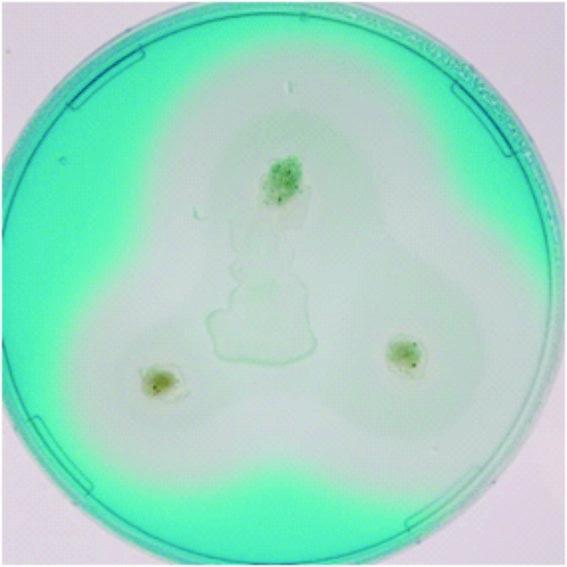 624 Praca oryginalna Original paper Izolacja Salmonella Anatum o nietypowych w³aœciwoœciach biochemicznych DARIUSZ WASYL, ANDRZEJ HOSZOWSKI, ADAM BRZANA*, MAGDALENA SKAR YÑSKA, MAGDALENA SZWARC,