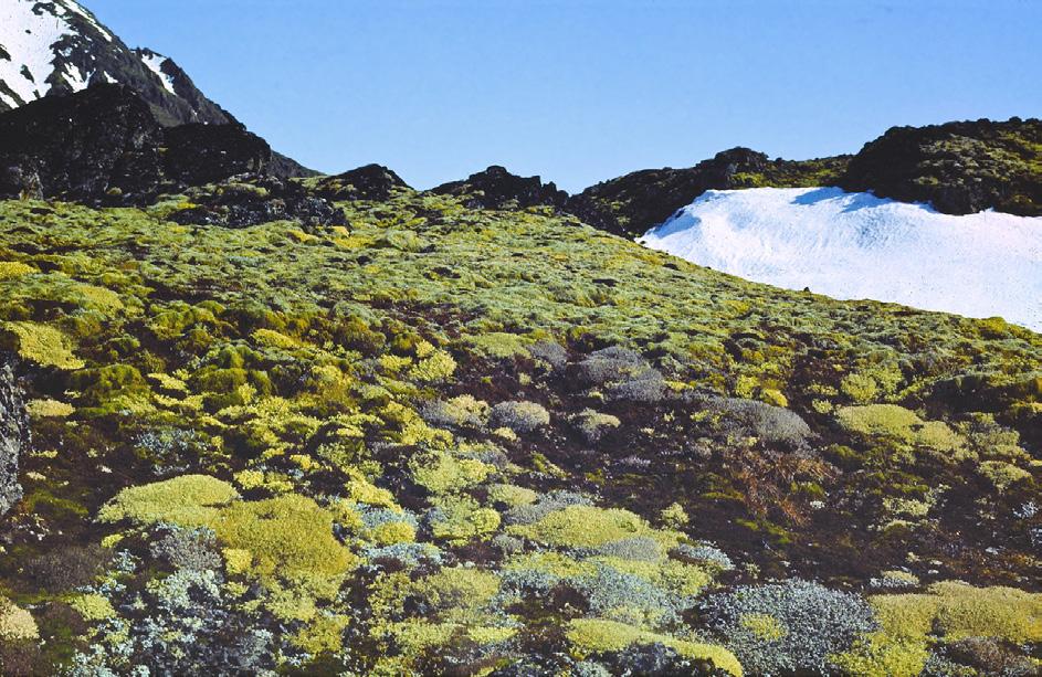 368 Maria Olech i współaut. Ryc. 4. Zbiorowisko porostów wielkoplechowych Flavocetraria nivalis Cladonia rangiferina, Sørkapp Land, Spitsbergen, 1982 (fot. M. Olech). Ryc. 5.