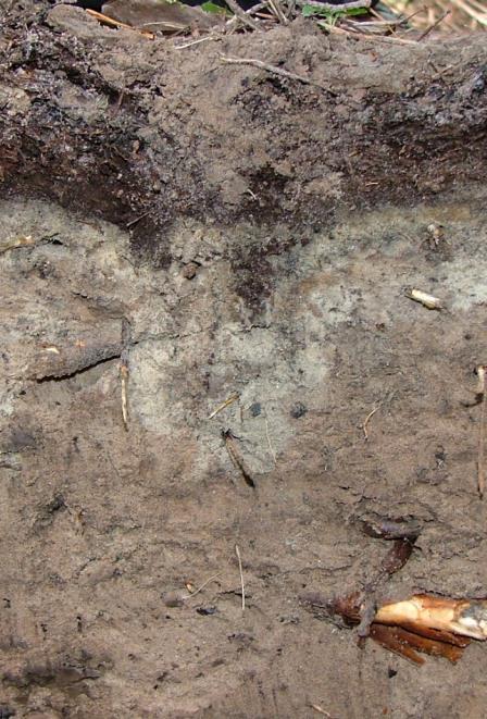 Odkrywka nr 10 (kombinacja Ca+2NPK) 3 cm ściółka składająca się głównie z igieł sosny; około 20% powierzchni pokryta mchem; 0-3 cm poziom O, ciemnobrunatny, wilgotny, gąbczasty; przejście wyraźne;