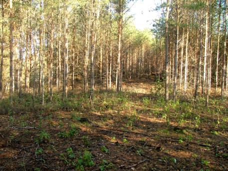 rekultywacji gatunki lepsze ekologicznie, lecz wolniej dorastające do wieku rębnego. 13 3 4 5 Fot. 3-6.