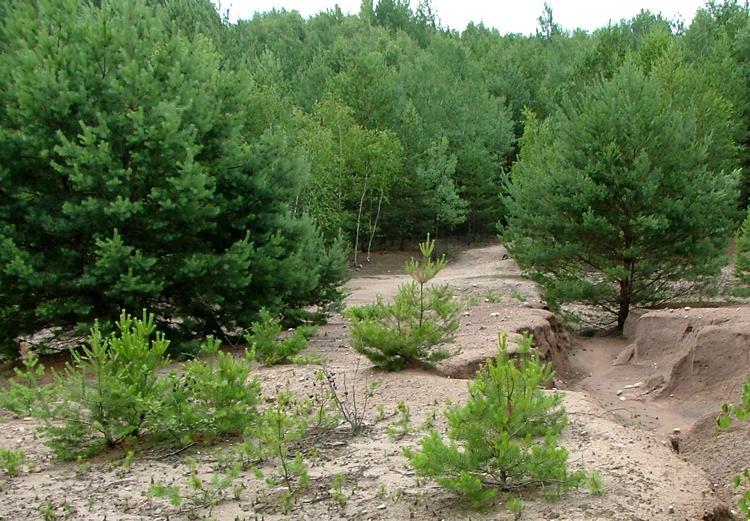 143 Fot. 44. Zróżnicowany materiał zwałowy przekłada się na wzrost i rozwój drzew; trafiając na dobre warunki gruntowe, sosna rozwija się dynamicznie (fot. aut.