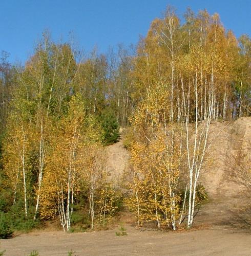 Brzoza brodawkowata (Betula pendula Roth) drzewo do 30 m wysokości, żyjące ok. 100-150 lat. Tempo wzrostu wynosi około 50-100 cm/rok.
