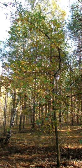 Gatunek charakterystyczny dla All. Carpinion i wyróżniający dla Ass. Aceri-Tilietum [Kulesza 1955]. Modrzew europejski (Larix decidua Mill.