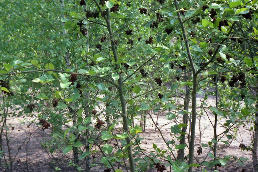 20 Fot. 13. Olsza czarna na łęknickich terenach pokopalnianych (fot. aut. 2005) Olsza zielona (Alnus viridis (Chaix) DC. in Lam. & DC.
