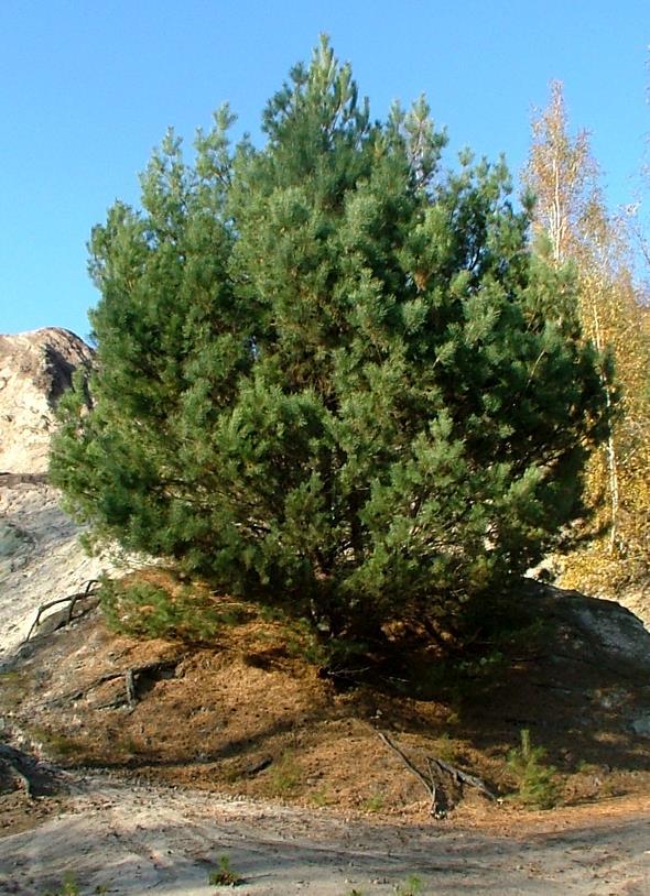 22 nych zajmuje bardziej nasłonecznione i suchsze zbocza. Tworzy korzeń palowy, który na piaszczystych glebach osiąga głębokość 1,5-3 m.