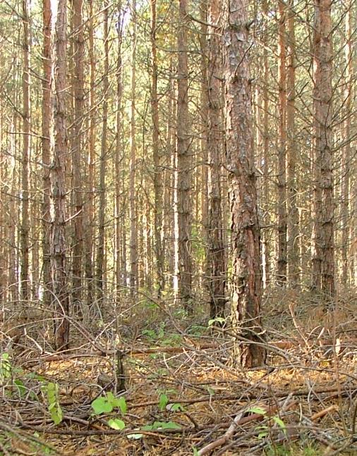 Jest odporna na mrozy i dobrze znosi susze, ale jako gatunek światłożądny, źle znosi zacienienie. Dwuletnie igły sosny zwyczajnej są jednym z najlepszych bioindykatorów roślinnych.
