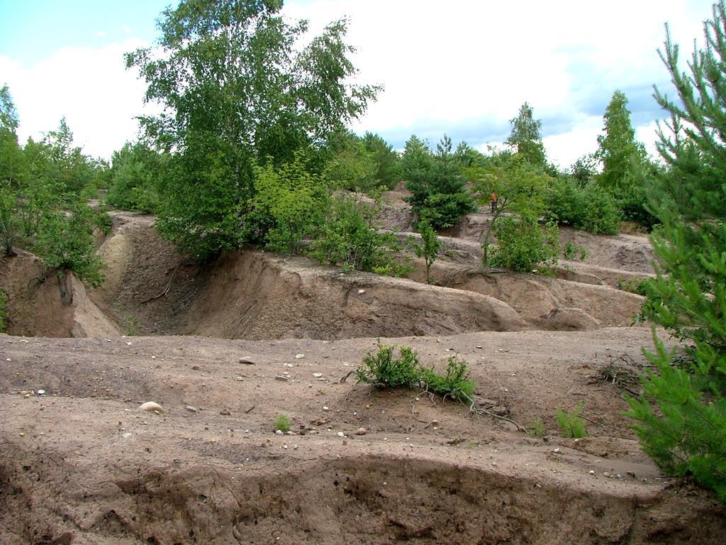 25 Fot. 20. Brak pokrycia międzyrzędzi na nasadzonej powierzchni, skutkujący niepohamowanym rozwojem erozji wodnej i wietrznej (fot. aut. 2007) 2.6.