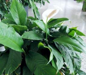Uprawia się liczne gatunki i odmiany draceny (m.in. bardzo wartościową dracenę deremeńską - D. deremensis oraz dracenę wonną D. fragrans).