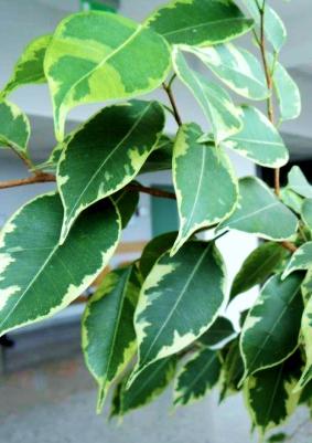 9. Figowiec, fikus Ficus. W rejonach tropikalnych i subtropikalnych występuje ok. 800 gatunków tego rodzaju. Fikusy osiągają tam wielkość sporego drzewa.