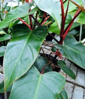 Figowce oczyszczają powietrze z większości toksyn, zwłaszcza formaldehydu, benzenu i amoniaku. 10. Filodendron Philodendron. Pochodzi z tropikalnych lasów Ameryki Środkowej, Meksyku i Brazylii.