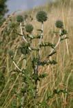 rodzicielskich. Cirsium canum (L.) All.