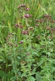 Barszcz Sosnowskiego Heracleum sosnowskyi Ma n d e n. na skraju lasu koło Taszowa, 07.2003 (fot. M. Smoczyk). Fot. 21. Lebiodka pospolita Origanum vulgare L.