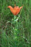 Na górskich łąkach w rejonie Jarkowa rośnie lilia bulwkowata Lilium bulbiferum L., 06.2007 (fot. M. Smoczyk). Fot. 6.