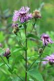 Cirsietum rivularis. BF 1384, 1385, 1395, 2324: Fiek 1886, Sc h u b e 1903, Limpricht 1943!, 2334: Go ł ą b 2002!