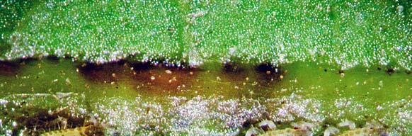 Dynamics of population and bionomics of Panaphis juglandis... 65 (63.