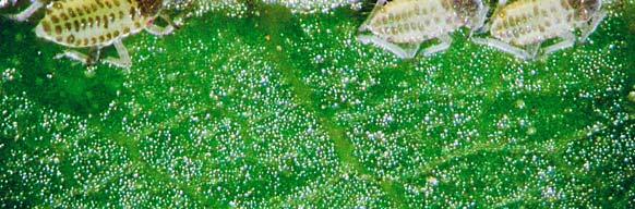 to be the least fertile. Their fecundity frequently exceeded 10 eggs.