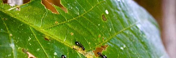 7 eggs female -1. In the three-year study cycle the aphids occupying the J.