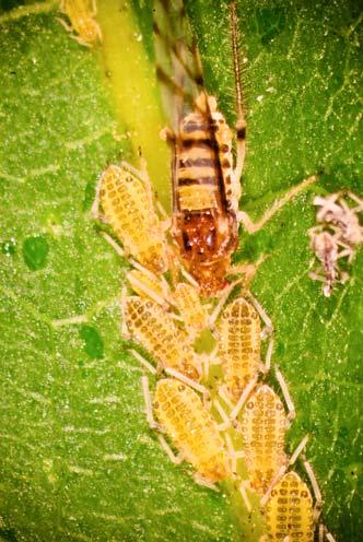 56 K. Karczmarz the laboratory, counting the noticed eggs. On Juglans regia L., besides Panaphis juglandis (Goeze), Chromaphis juglandicola (Kalt.