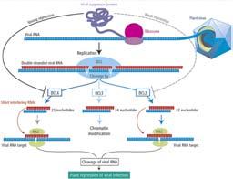 VIGS - viral induced gene silencing Obrona przeciwwirusowa u roślin: głównie na poziomie wyciszania RNA TRV: 21-nt (DCL4), 24-nt sirna (DCL3) TCV (Turnip Crinkle Virus): 22-nt sirna (DCL2) degradacja