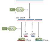 Exo-siRNA u zwierząt: dsrna najsilniejszy inicjator wyciszania modyfikacje genetyczne nicienia C.