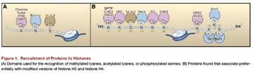 , Bernatavichute, Y.V., Pellegrini, M., Goodrich, J., Jacobsen, S.E. (2007) PLoS Biol.