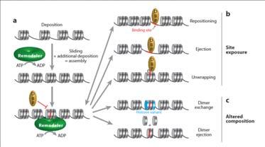Przebudowa chromatyny zależna od ATP (chromatin remodelling) metylacja DNA potranslacyjne modyfikacje histonów przebudowa chromatyny zależna od ATP warianty histonów ncrna histony chromatyna DNA