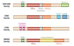 Wyróżniamy cztery rodziny kompleksów odpowiedzialnych za przebudowę chromatyny: SWI2: zawieraja bromodomenę, wszystkie rodzaje przebudowy chromatyny ISWI: przesuwanie nukleosomów CHD: zawieraja