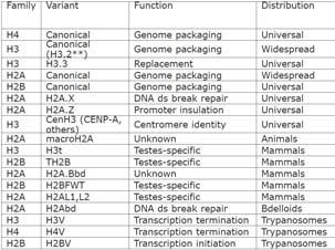 Warianty histonów: X-inactivation Talbert & Henikoff (2010) Nat Rev Mol Cell Biol 63 Histon H2A.
